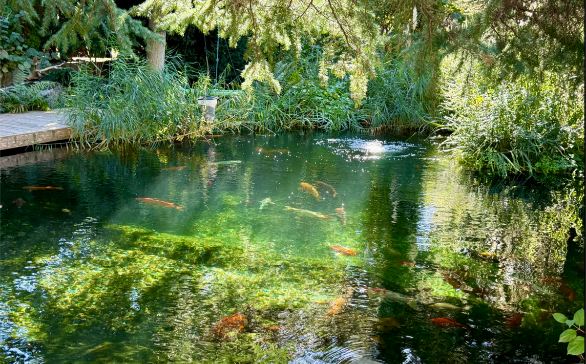 Naturnaher Koiteich mit bepflanztem Ufer