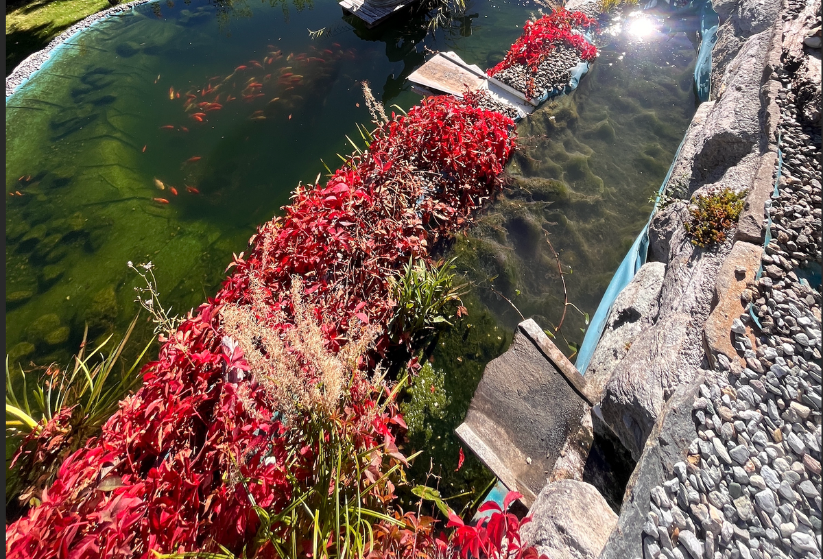 Teich mit Fischen und rot gefärbter Uferbepflanzung im Herbst